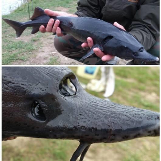 Fishing 4 - 9340302509017483916021343165667n.jpg